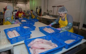 Processing at Cape Flattery Fishermen’s Co-Op.