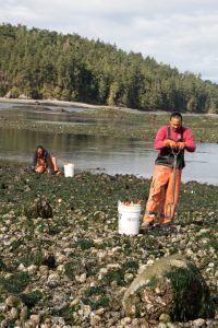 Joe Williams, front, and Darrell Williams with the Swinomish Indian Tribal Community’s Fisheries Department dig clams on a beach in Skagit Bay as part of a survey that is conducted to estimate clam biomass.