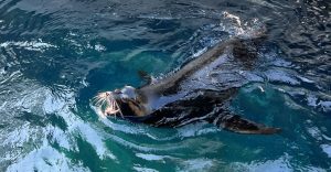 stellar sea lion in water