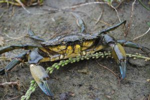 European green crab