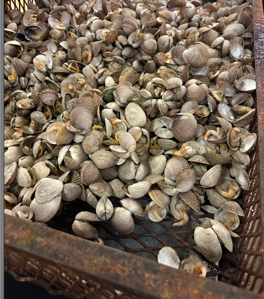 Pile of basket cockle shells