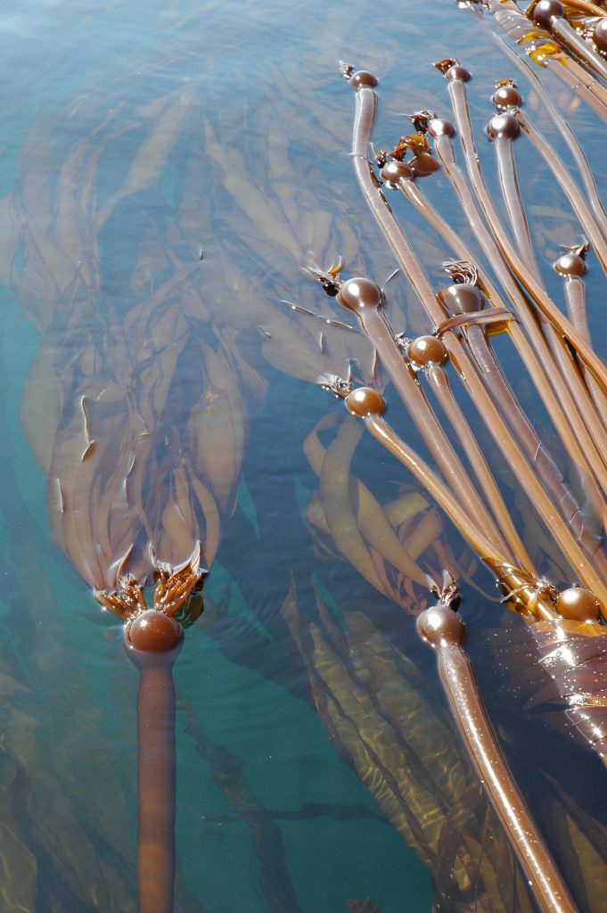 Bull kelp in the water