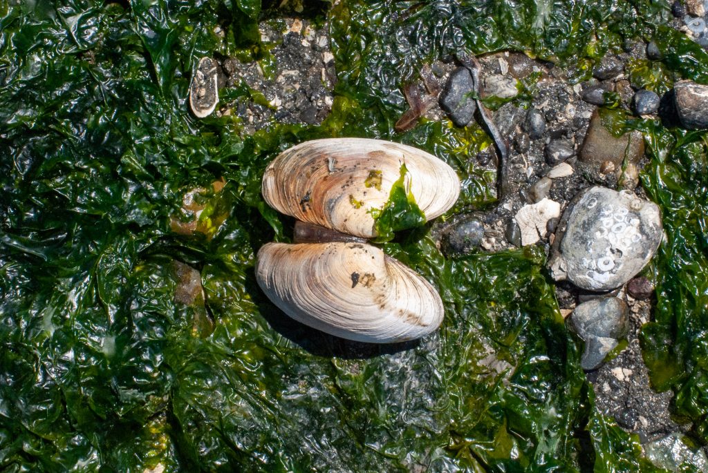 Clams in intertidal zone