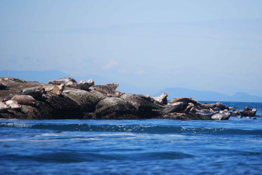 Seals on a rock in the ocean