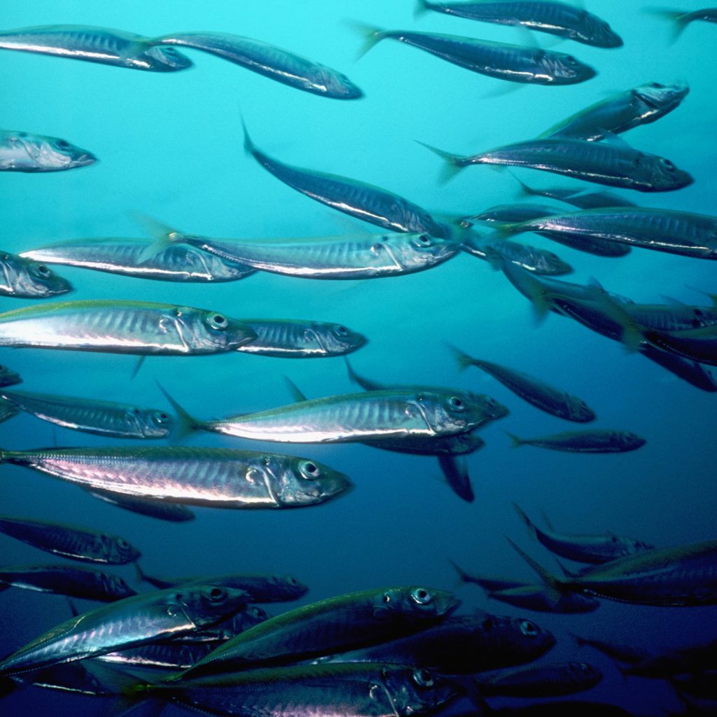 School of Pacific herring