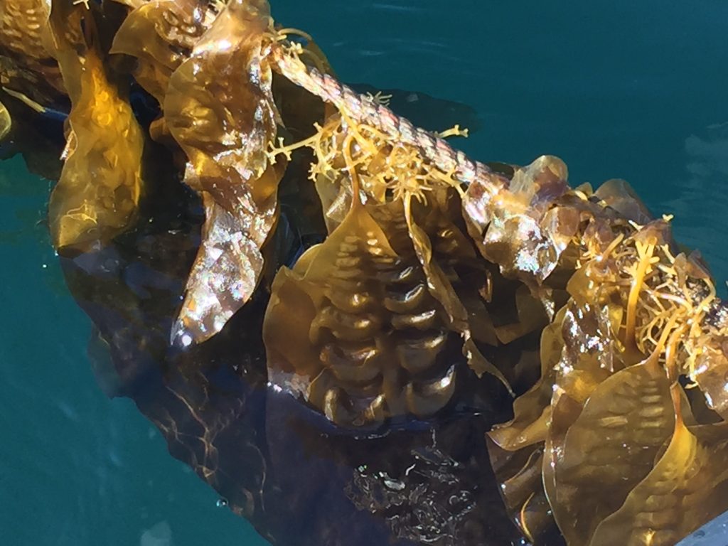 Sugar kelp on grow line