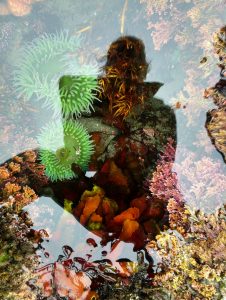 Shadow of Robyn Ricks over a tidepool filled with brightly colored sea creatures