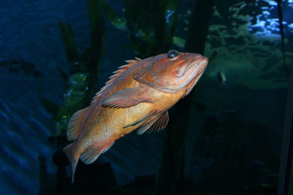 Rockfish