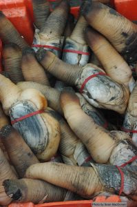 A pile of geoduck clams tied with red rubber bands.