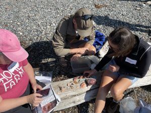 Volunteers reviewing collected crab molts.