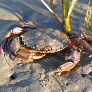 European green crab (Carcinus maenas)