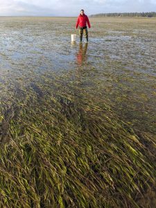 Graduate student Bryan Briones Ortiz stands in an eelgrass meadow.