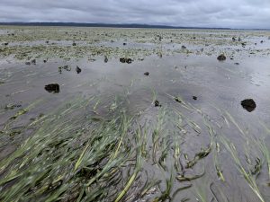Eelgrass meadow