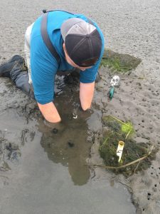 Dr Wesley Hull digging in wet sand; he's searching for an oyster cultch he anchored in a shrimp bed that was covered by ejected sediment.