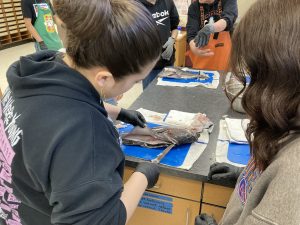 A student practices cutting a fish