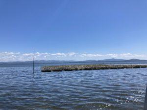 Growing oysters in Willapa Bay