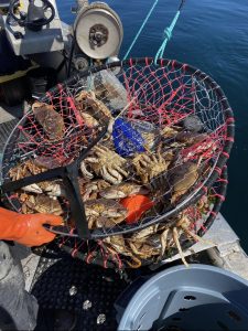 A crab pot full of Dungeness crabs.