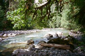 Quinault River en route to Enchanted Valley via the East Fork Quinault River.