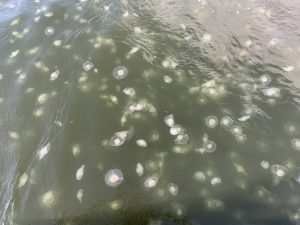 Moon jellies float beneath the surface of Puget Sound