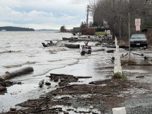 A flooded parking lot on Guemes Island