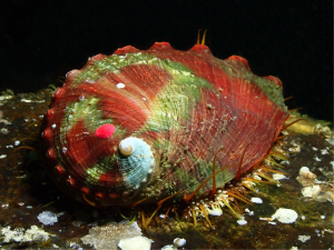 Adult pinto abalone