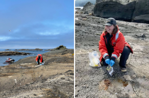 researcher in orange collecting sea lion scat at the coast
