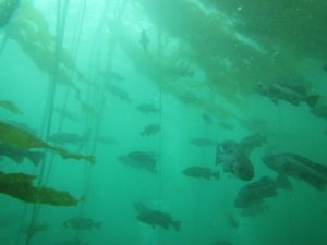 underwater scene of rockfish swimming amongst towers of bull kelp