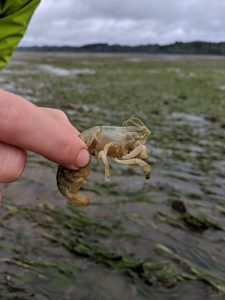 Hull holding up a burrowing shrimp