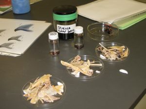 Fish bones on a lab table