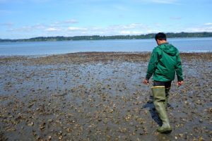 Someone walks across tideflats