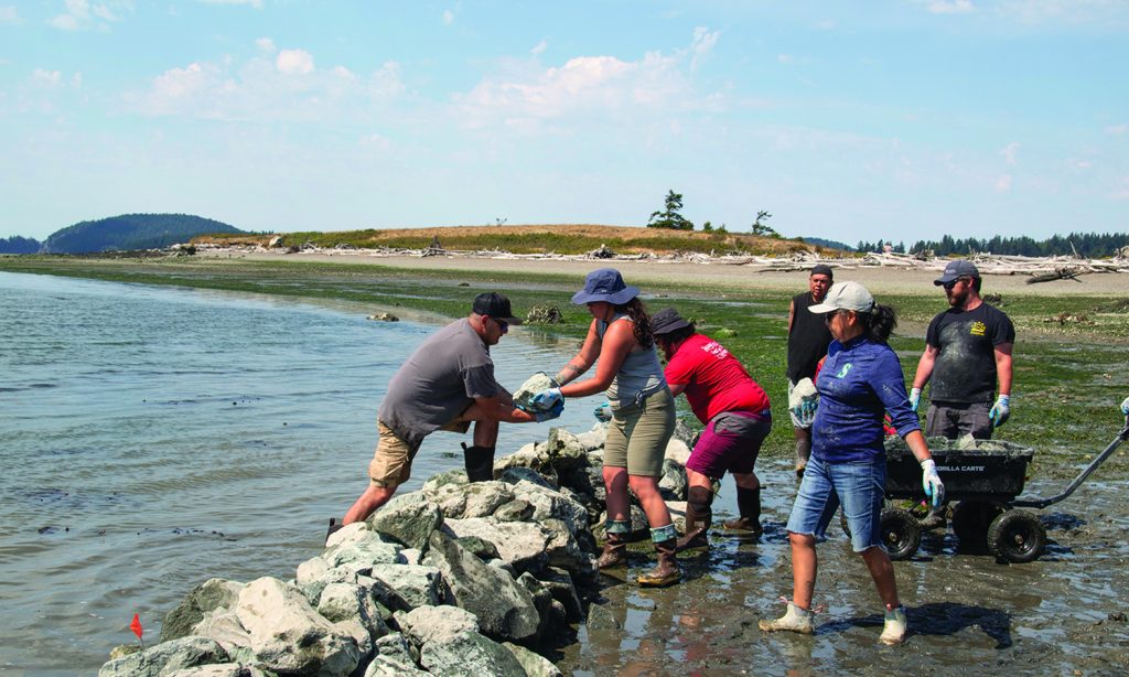 Volunteers pass a rock over a wall in helping to build the Swinomish clam garden