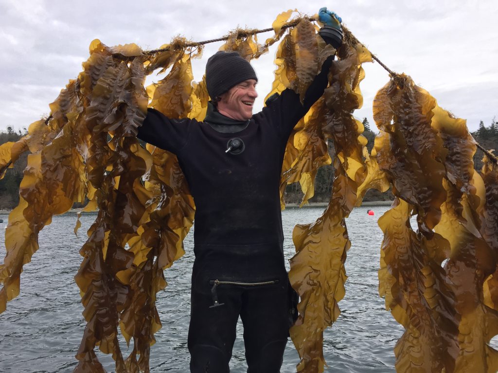 A man in a beanie lifts a line of farmed kelp over his head.