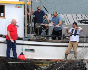 Four people work on and around a Westport Seafood fishing vessel, some on the boat and some on an adjacent dock.