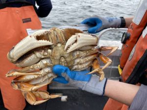 Gloved blue hands holding up a large Dungeness crab