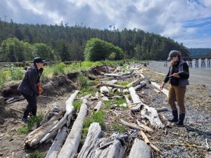 UW research scientists Julia Kobelt and Kerry Accola survey for logs at the Bowman Bay restored site.