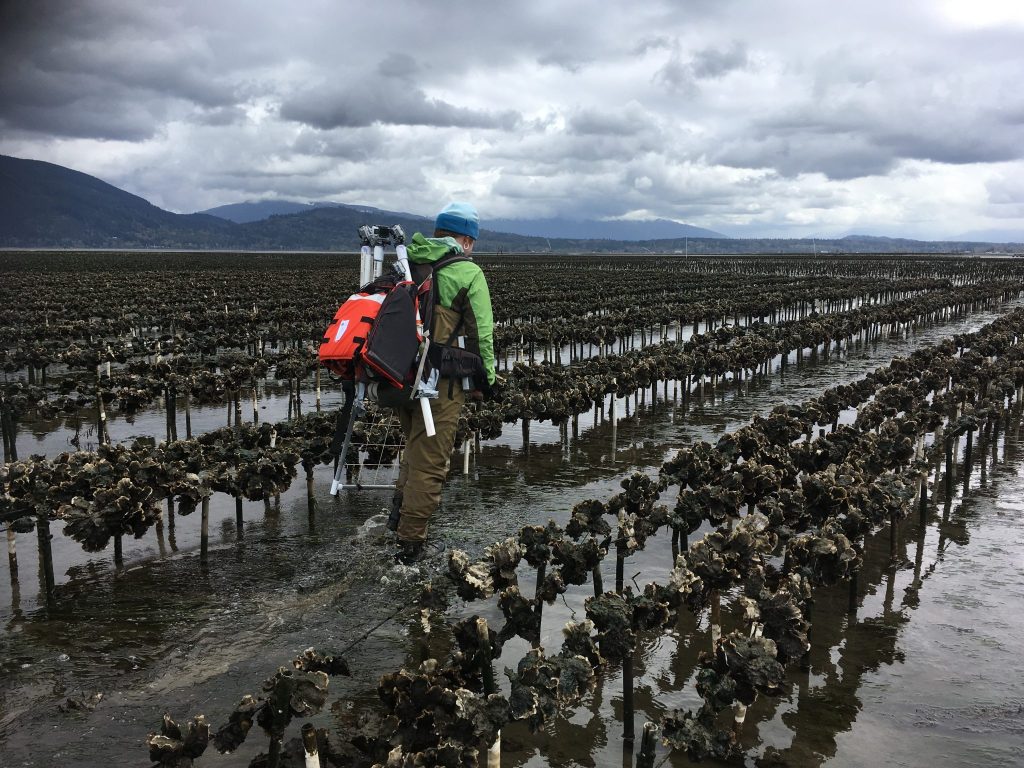 A technician walks between rows of growing shellfish, preparing to set up GoPro cameras.
