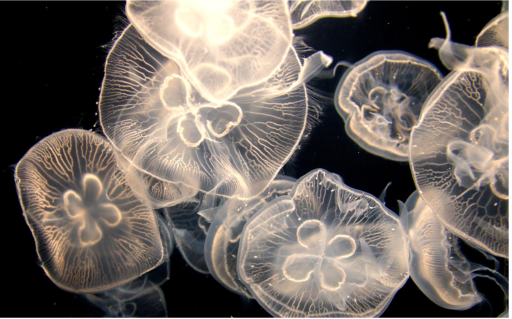 Moon jellyfish