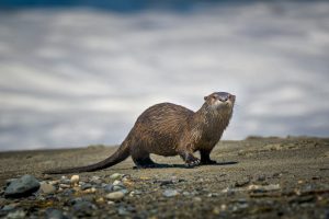 A North American river otter