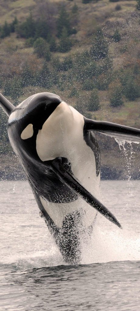 An orca breaches out of the water