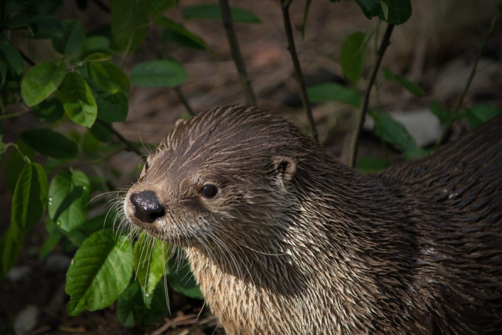 River otter