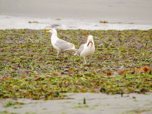 Two seagulls, one with a fish in its mouth, on a seaweed-covered beach.