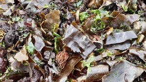 Various seaweeds on the wrack line of a beach