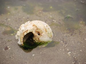 An empty snail shell on a beach