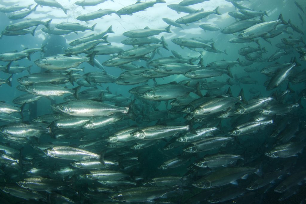 Salmon school underwater