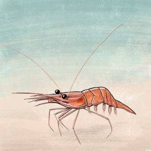 Pink shrimp illustration