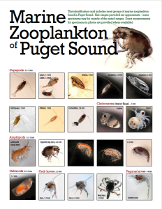 Marine Zooplankton of Puget Sound