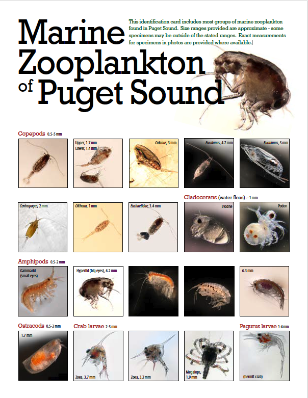 Marine Zooplankton of Puget Sound