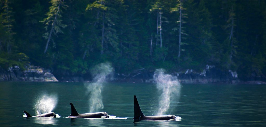 Washington Sea Grant