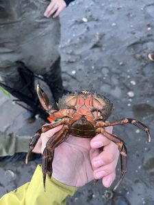 A trapper holds up a European green crab belly-up