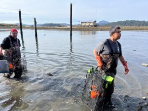 Swinomish Indian Tribal Community fisheries technicians removing trapping gear from Lone Tree Lagoon, on the Swinomish Reservation.